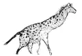 Diverticule axial, Lascaux: hyena depicted in profile, with four limbs, showing an animal with a steep back. The body and the long neck have spots, including the flanks.[7]