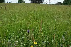 Species-rich grassland in full bloom near the old castle in June 2021