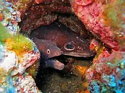 A Mediterranean moray (left) sharing a hole with a conger eel (Conger conger) off the coast of Portofino