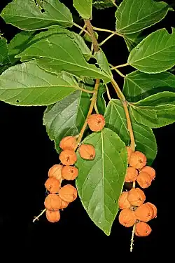 Fruit