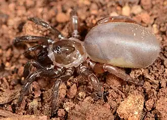 female Ctenolophus fenoulheti