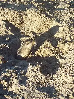 Brown rodent