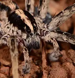 male C. gulosus