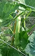 Trombetta d'Albenga (Cucurbita moschata)