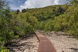 Mangroves on Curieuse