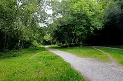 Curraghbinny Wood