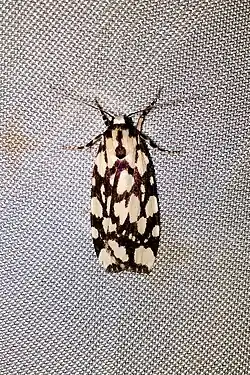 Back and white moth