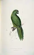 Illustration of Antipodes Parakeet by Edward Lear (1812–1888).