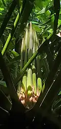 Emerging stems