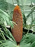 Pollen cone