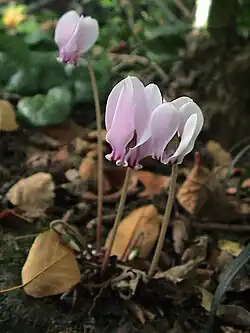 C.&nbsp;hederifolium