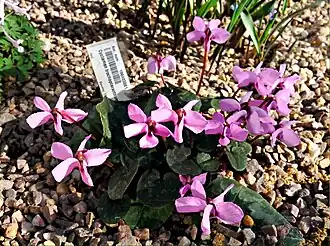C.&nbsp;alpinum