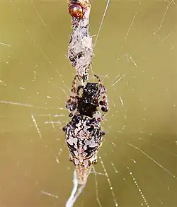 female