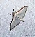 Cydalima laticostalis