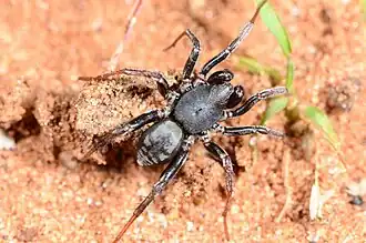 male