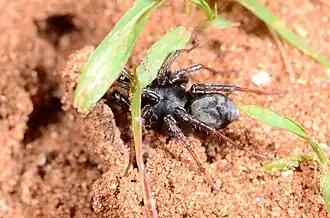 male
