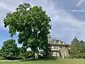 Black walnut (June 2024)