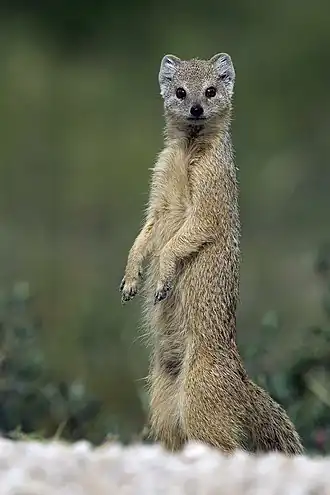 An adult yellow mongoose in Etosha