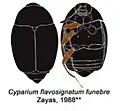 Cyparium flavosignatum funebre
