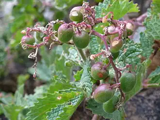 Cyphostemma cirrhosum (Dwarf five-leaf)
