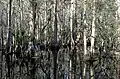 Bald cypress swamp in the park