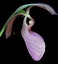 Side profile of flower