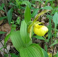 C.&nbsp;parviflorum var. pubescens, showing yellow-green sepals spotted with maroon