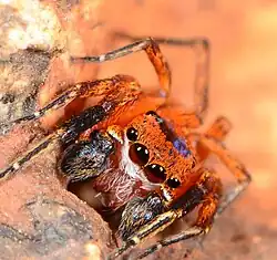 C. boveyi