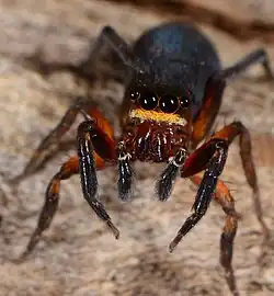 female