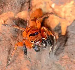 C. nigrimana