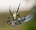With prey in Kobe, Japan