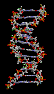 The structure of part of a DNA double helix