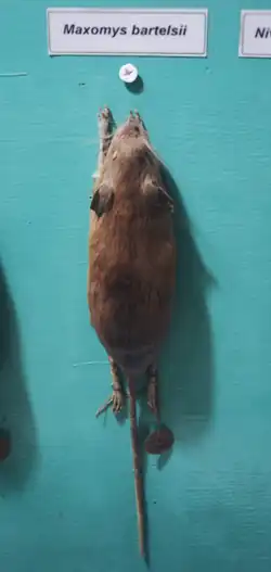 Brown mouse
