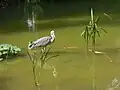Heron
