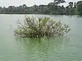 "Acheen Brikkho" (Unknown Trees) in Tank Water