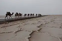The salt pan