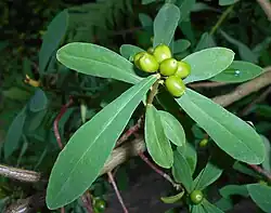 Daphne giraldii – unripe fruit