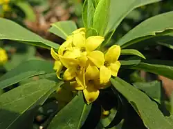 Daphne jezoensis