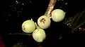Fruit of Daphnopsis racemosa