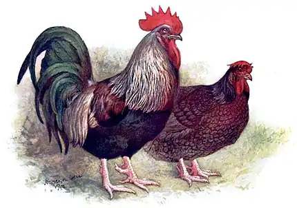 Prize Dark Dorkings