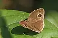 M. m. mineus, dry season form, Laos