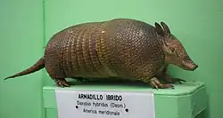 Brown armadillo