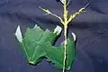 Larva