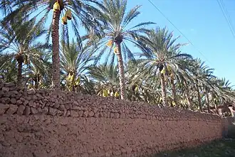 Tolga Oasis