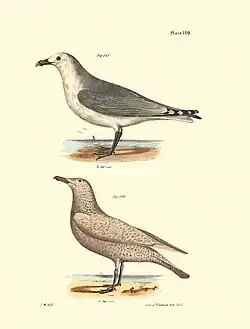 Plate CXXX