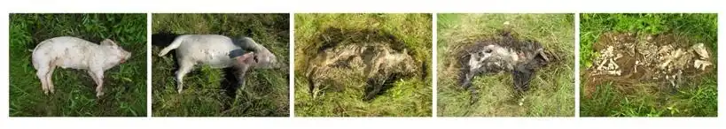 Image 35Sequence of a decomposing pig carcass over time (from Ecosystem)