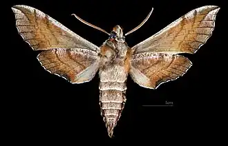 D. askoldensis ♂ △