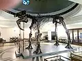 Deinotherium thraceiensis (Kovachev, 1964), Miocene, Ezerovo, Plovdiv District - The Entrance hall of the Sofia University "St. Kliment Ohridski" Museum of Paleontology and Historical Geology[4]