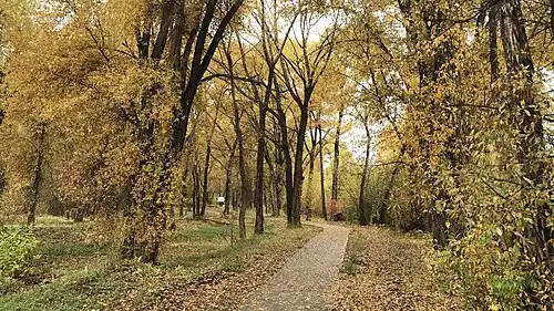 Cottonwood trees in fall colors along the river walk.