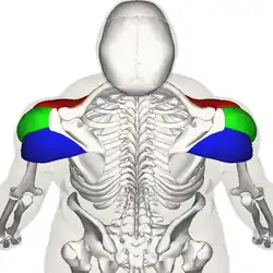 Back